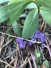 Hydrophyllum alpestre