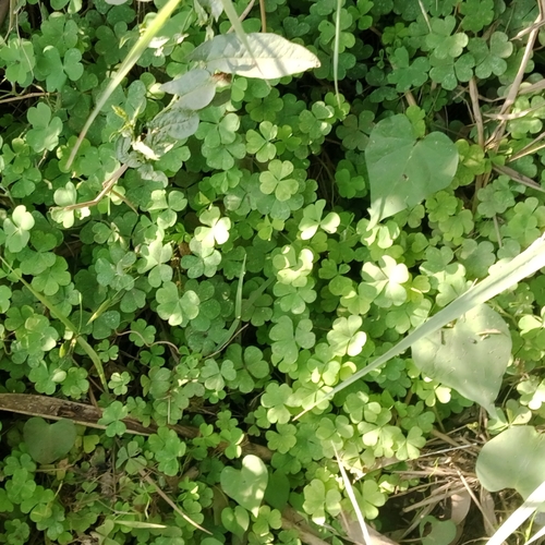 Creeping Woodsorrel