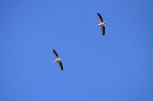 iNaturalist image