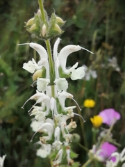 Salvia argentea
