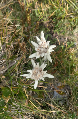 Edelweiss
