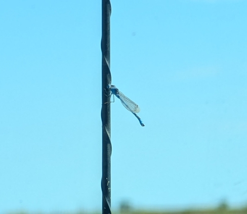 Familiar Bluet