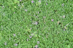Thymus serpyllum serpyllum