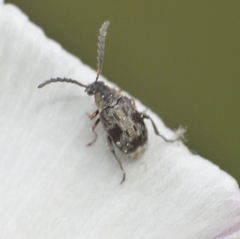 Bruchidius bimaculatus