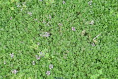 Thymus serpyllum serpyllum