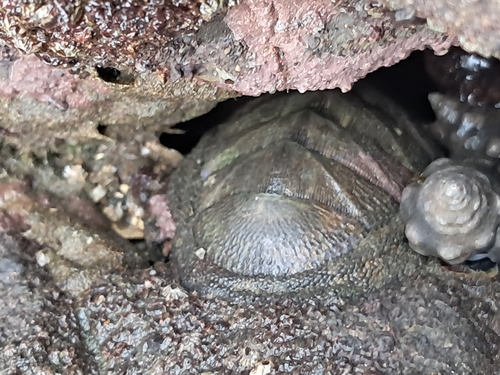 Chiton stokesii, 2026-09-09
