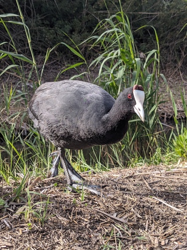 iNaturalist image