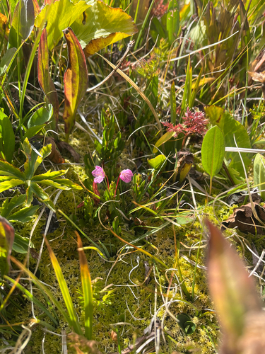 Kalmia microphylla, photograph 4