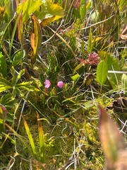 Kalmia microphylla, photograph (c) winklepuff, some rights reserved (CC BY)