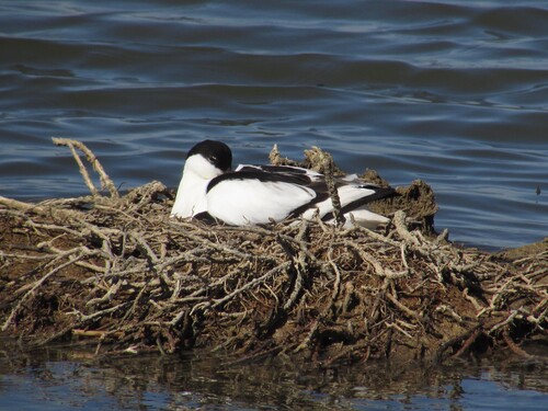 iNaturalist image