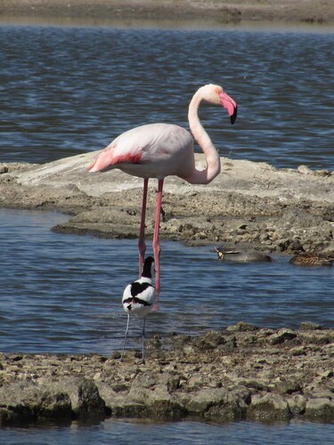 iNaturalist image