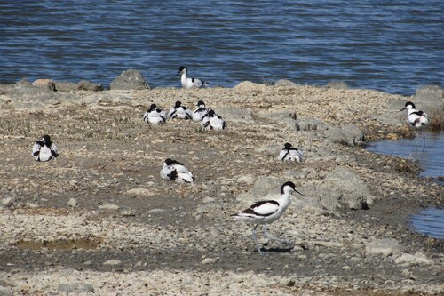 iNaturalist image