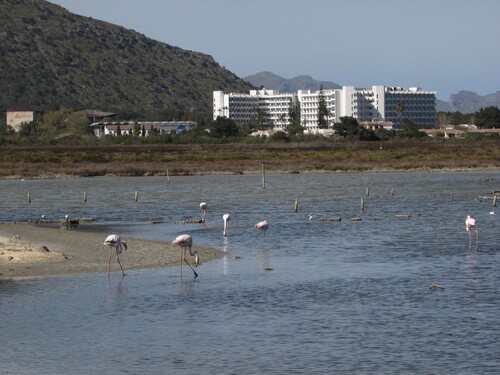 iNaturalist image