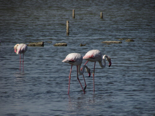 iNaturalist: (c) Jacopo Cristoni, some rights reserved (CC BY-NC), uploaded by Jacopo Cristoni iNaturalist image
