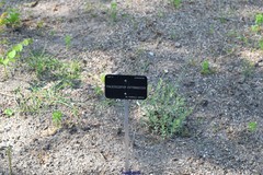 Phalacrocarpum hoffmannseggii