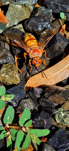 Western Cicada-killer Wasp