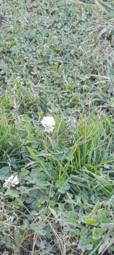 white clover