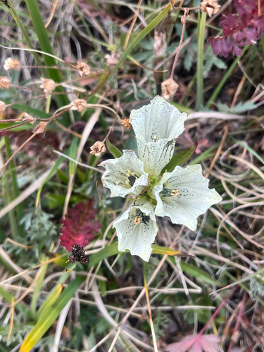Gentiana algida, photograph 5