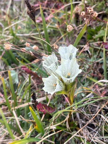 Gentiana algida, photograph 4
