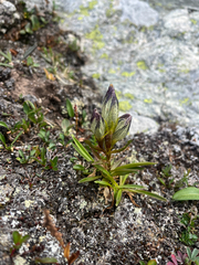Gentiana algida, photograph (c) winklepuff, some rights reserved (CC BY)