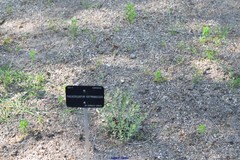 Phalacrocarpum hoffmannseggii