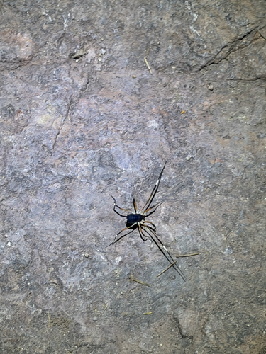 Dalquestia formosa