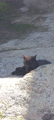 Domestic Cat