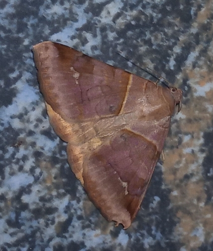 Brown-striped Semilooper