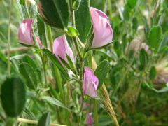 Ononis spinosa