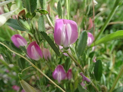 Ononis spinosa