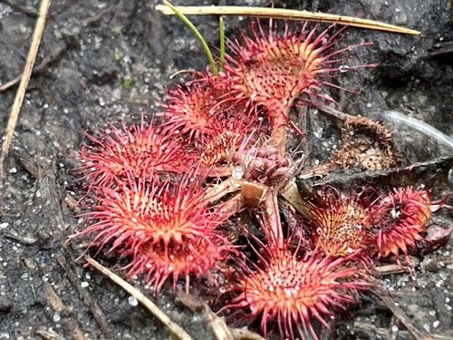 round-leaved sundew