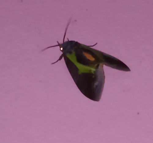 Eudocima homaena