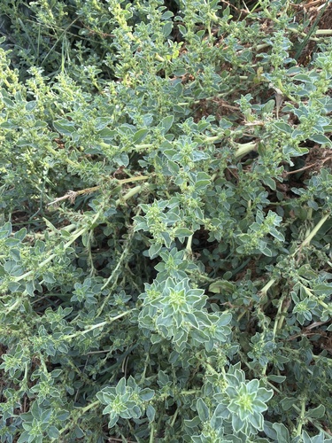 procumbent pigweed