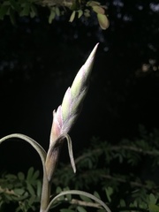 Tillandsia intermedia