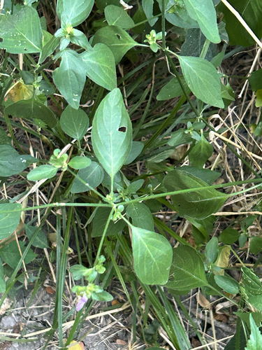 Dicliptera brachiata, photograph 4