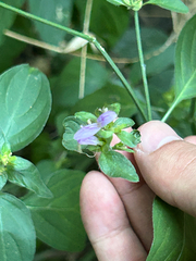Dicliptera brachiata, photograph (c) Bao Pham, some rights reserved (CC BY)