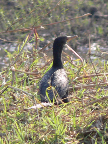 iNaturalist image