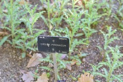 Cirsium pyrenaicum
