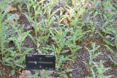Cirsium pyrenaicum