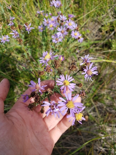 smooth blue aster