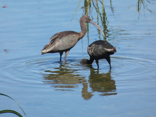 iNaturalist image