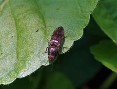 Elateridae