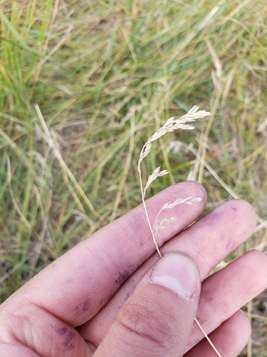 Smooth Meadow-grass