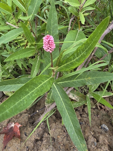 water smartweed