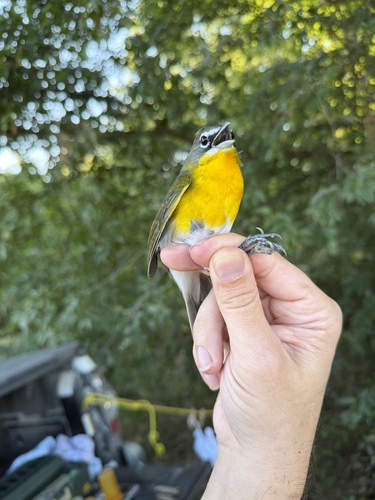 Yellow-breasted Chat