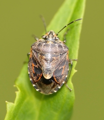 Holcogaster fibulata