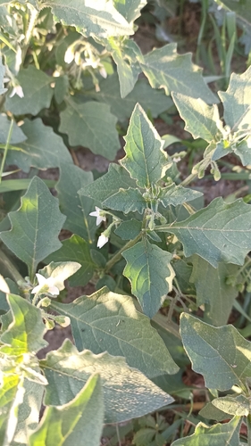 black nightshade