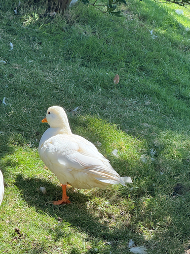 iNaturalist image
