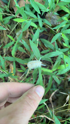 Sycamore Tussock Moth