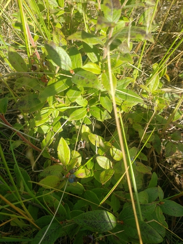 velvetleaf blueberry